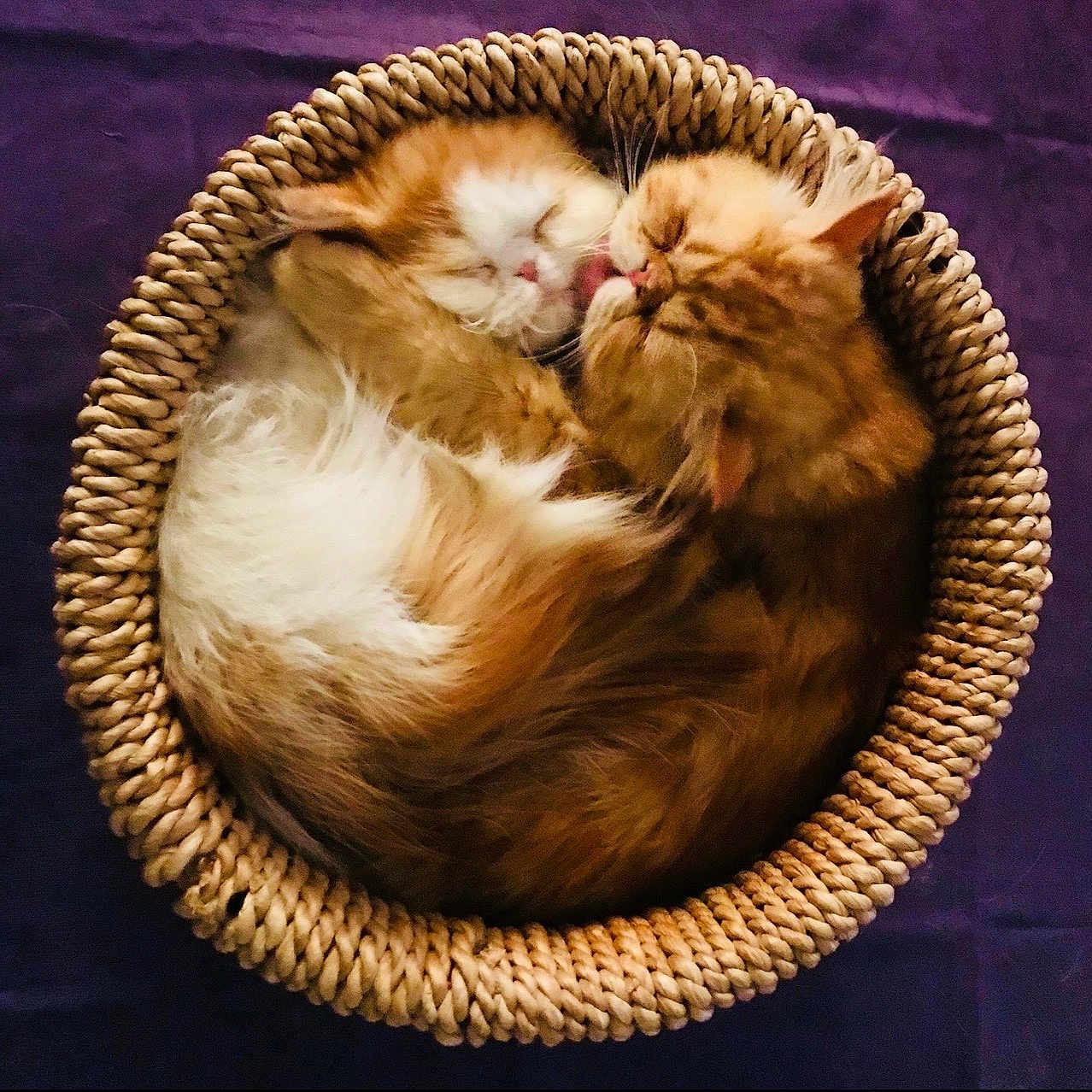 Stevechouchou participe au concours pour gagner de l'argent avec cette photo : affection, animal, basket, cat, cats, close_up, cozy, curled_up, cute, domestic_cat, feline, fluffy, fur, licking, pet, purple_background, resting, round, sleeping, woven