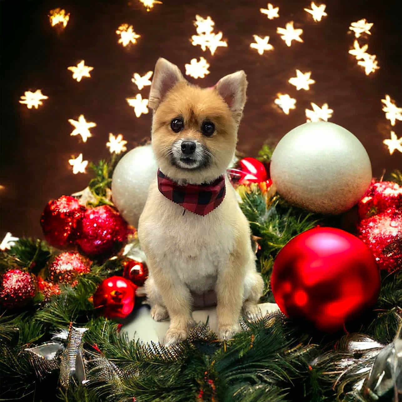 Buffy joined the competition — help win amazing prizes! bandana, celebration, christmas, cute, decorations, dog, festive, fluffy, green, greenery, holiday, indoors, lights, ornaments, pet, portrait, red, seasonal, stars, white