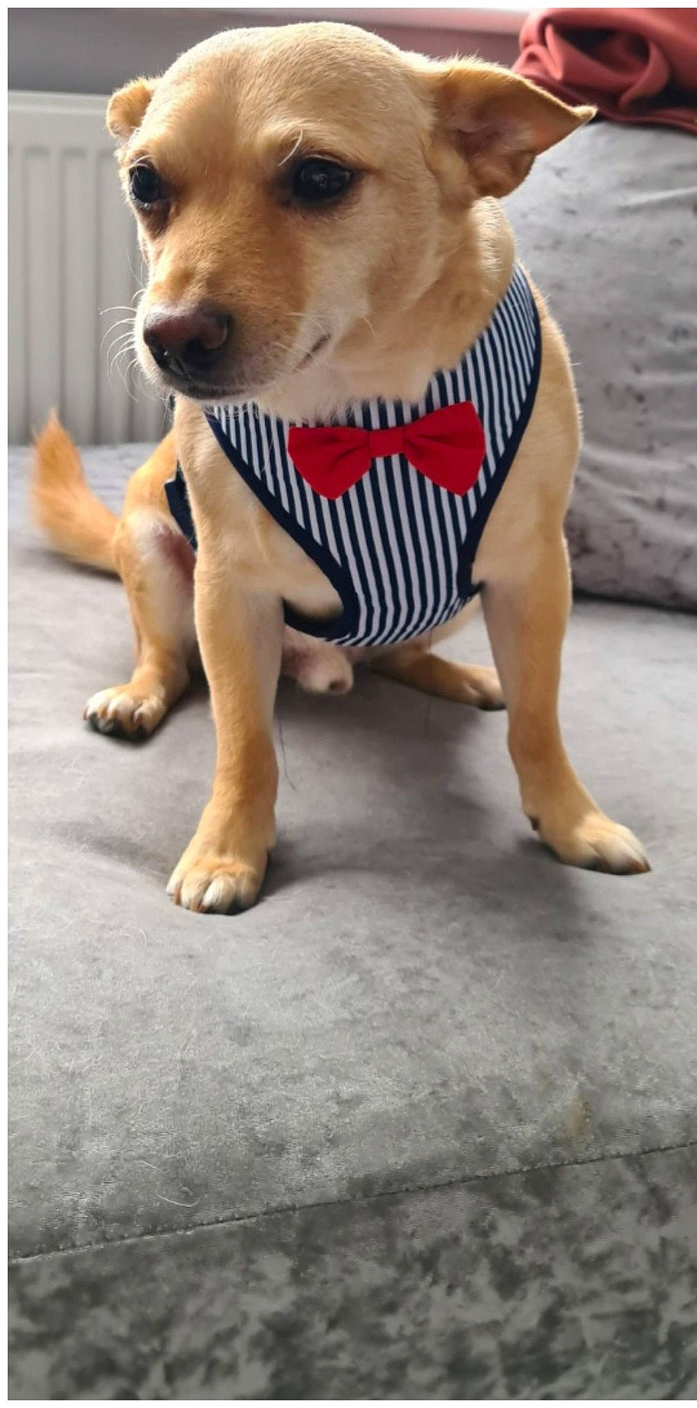 Jake is registered to the contest to win money with this photo: canidae, carnivore, collar, companion_dog, dog, dog_breed, dog_clothes, dog_collar, dog_supply, fawn, flooring, fur, leash, paw, pet_supply, snout, tail, toy_dog, whiskers, working_animal