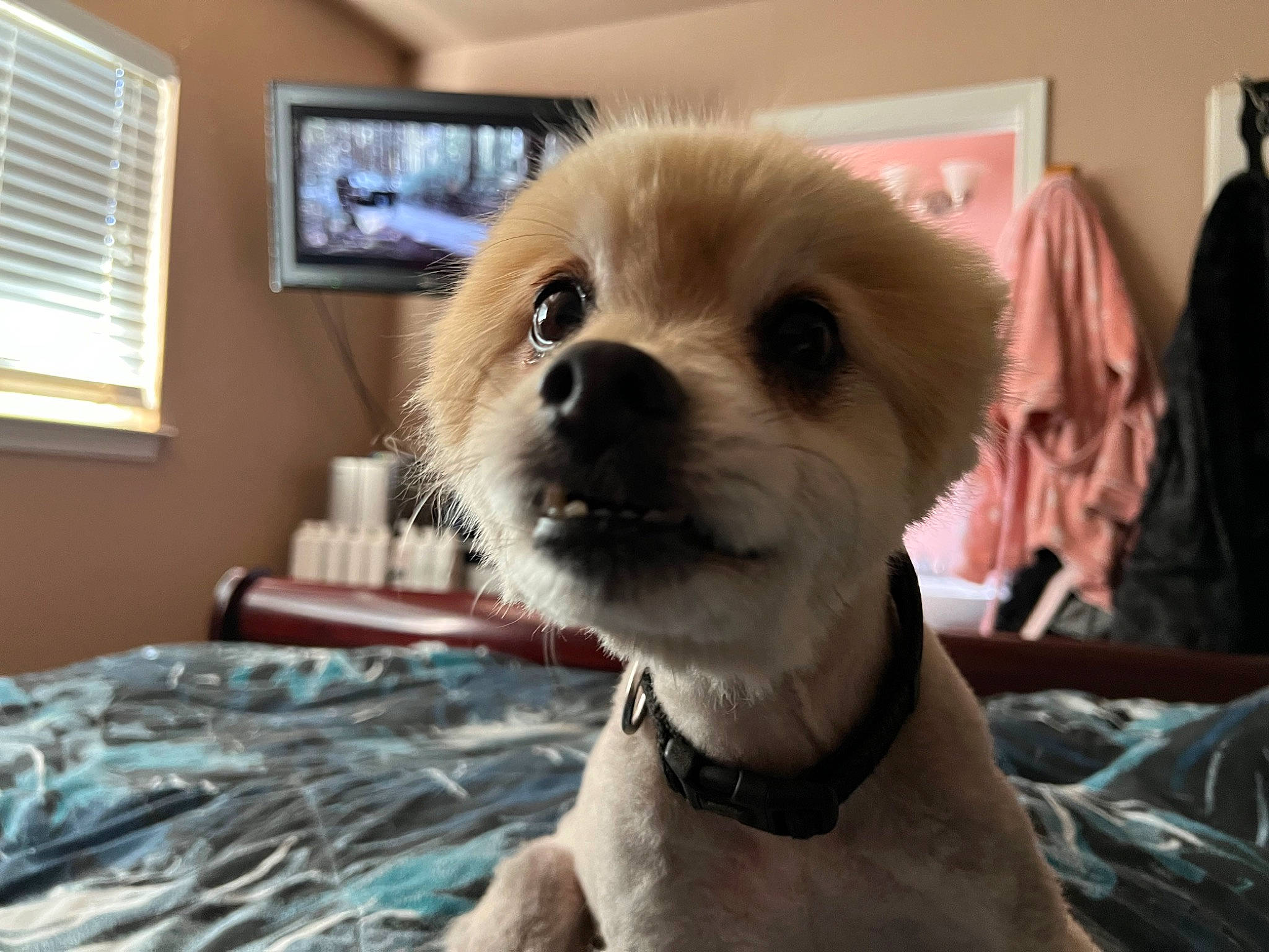 Kady is registered to the contest to win money with this photo: cable_television, canidae, carnivore, collar, companion_dog, display_device, dog, dog_breed, dog_collar, dog_supply, fawn, fur, pet_supply, picture_frame, television, toy_dog, whiskers, window, window_blind, working_animal
