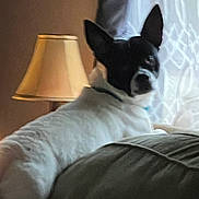 Batman is registered to the contest to win money with this photo: animal, black_and_white, canine, comfort, couch, cozy, curious, curtain, dog, domestic, furniture, home, indoor, lamp, living_room, looking_back, pet, relaxing, resting, soft_lighting