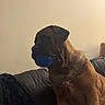 Bella is registered to the contest to win money with this photo: dog, brown_dog, large_dog, sitting, couch, blue_ball, dog_toy, indoors, living_room, pet, canine, short_hair, floppy_ears, dark_muzzle, playful, serious_expression, warm_lighting, blanket, cushion, portrait