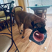 Bella joined the competition — help win amazing prizes! dog, brown_dog, large_dog, pet, eating, food_bowl, red_bowl, indoor, home, wooden_floor, wicker_chair, table, window, blinds, sunlight, candid, funny, messy, pet_feeding, animal