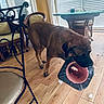 dog, brown_dog, large_dog, pet, eating, food_bowl, red_bowl, indoor, home, wooden_floor, wicker_chair, table, window, blinds, sunlight, candid, funny, messy, pet_feeding, animal