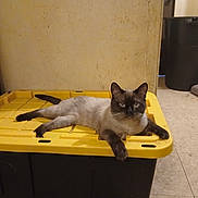 Cypher is registered to the contest to win money with this photo: animal, black_container, blue_eyes, broom, cat, dustpan, feline, funny_pose, garage, indoor, lounging, lying_down, pet, plastic, portrait, siamese_cat, storage_bin, tile_floor, utility_room, yellow_lid