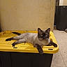 cat, siamese_cat, pet, animal, feline, blue_eyes, lying_down, lounging, storage_bin, yellow_lid, black_container, garage, utility_room, indoor, tile_floor, broom, dustpan, plastic, portrait, funny_pose