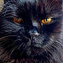 cat, black_cat, close_up, golden_eyes, fur, whiskers, pet, animal, resting, portrait, soft_texture, indoor, feline, face, ears, nose, mustache, domestic_animal, cute, sleepy