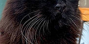 Carbone a rejoint le concours — aidez-le/la à gagner de superbes lots ! cat, black_cat, golden_eyes, fluffy_fur, whiskers, indoor, houseplant, green_leaves, close_up, pet, feline, animal, portrait, domestic_cat, soft_light, curious, sitting, cozy, background_blur, furry
