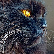 Carbone participe au concours pour gagner de l'argent avec cette photo : cat, black_cat, close_up, profile, whiskers, golden_eye, fur, pet, animal, side_view, portrait, domestic_cat, feline, soft_texture, cozy, indoor, mammal, cute, face, looking_away