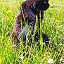 cat, black_cat, grass, greenery, outdoor, nature, sunlight, animal, feline, pet, flora, garden, wildlife, mammal, daylight, plant, leaf, field, profile, sitting