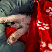 Amigo is registered to the contest to win money with this photo: animal, bed, blanket, blue, cat, comfort, cozy, cute, feline, indoor, kitten, paw_prints, pet, red, relaxation, sleeping, snuggled, soft, stretching, warm