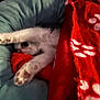 animal, bed, blanket, blue, cat, comfort, cozy, cute, feline, indoor, kitten, paw_prints, pet, red, relaxation, sleeping, snuggled, soft, stretching, warm