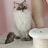 cat, kitten, fluffy, long_hair, blue_eyes, sitting, pet, animal, portrait, scratching_post, cat_tree, indoor, home, pink_wall, white_fur, gray_fur, tail, whiskers, cute, centered_composition