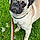 Sampson