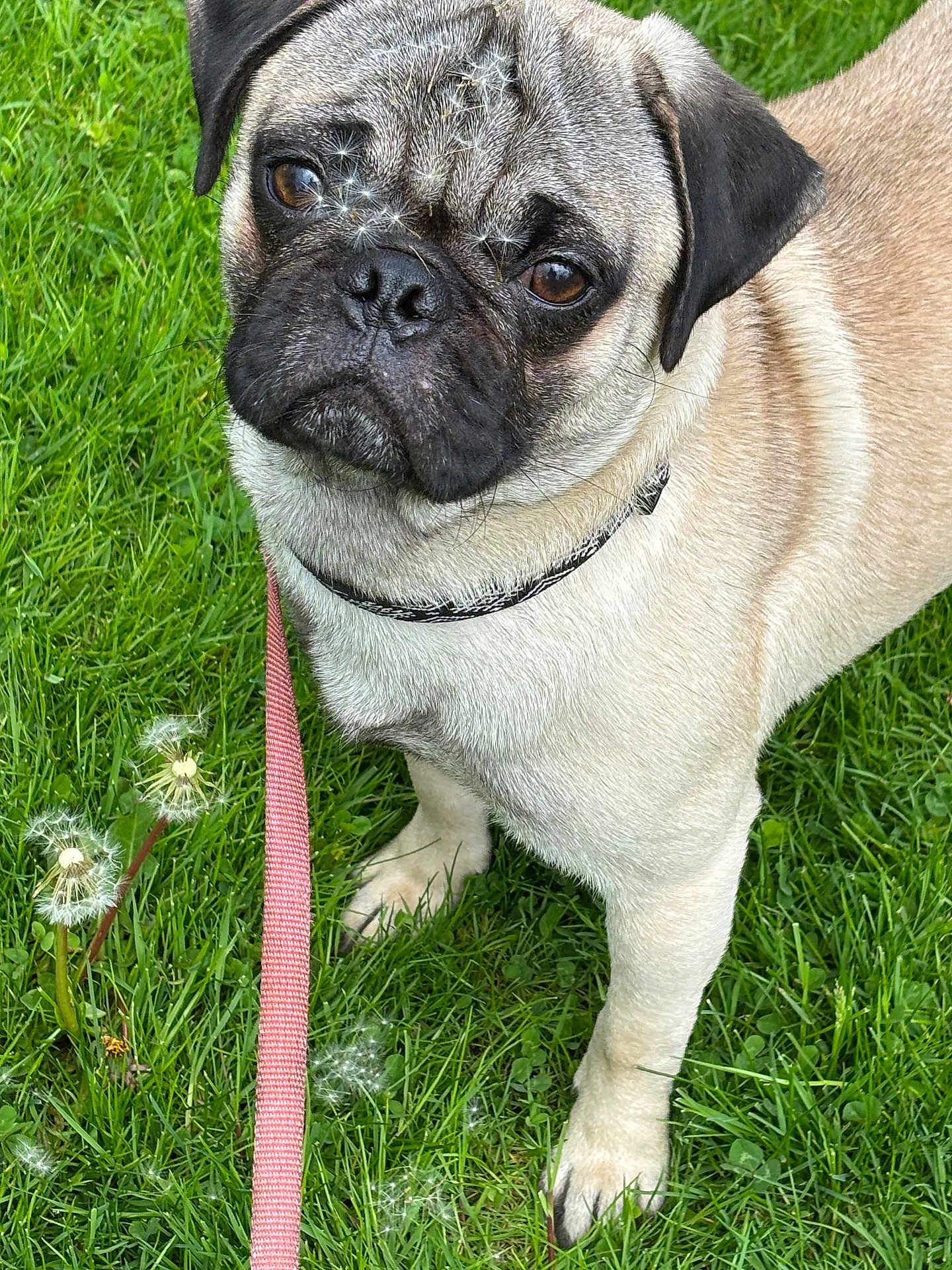 Sampson is registered to the contest to win money with this photo: dog, pug, grass, leash, dandelion, outdoor, pet, animal, cute, fur, collar, nature, paw, face, brown_eyes, expression, standing, summer, playful, whimsical