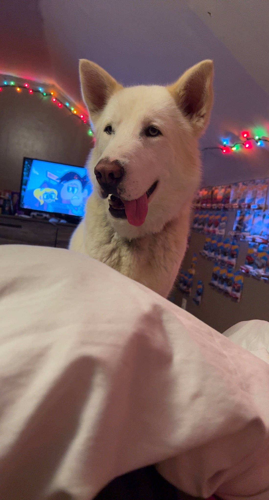 Bolt is registered to the contest to win money with this photo: ancient_dog_breeds, canidae, canis, carnivore, comfort, companion_dog, dog, dog_breed, foot, fur, laptop, led_backlit_lcd_display, non_sporting_group, snout, sporting_group, television, winter, working_animal, working_dog