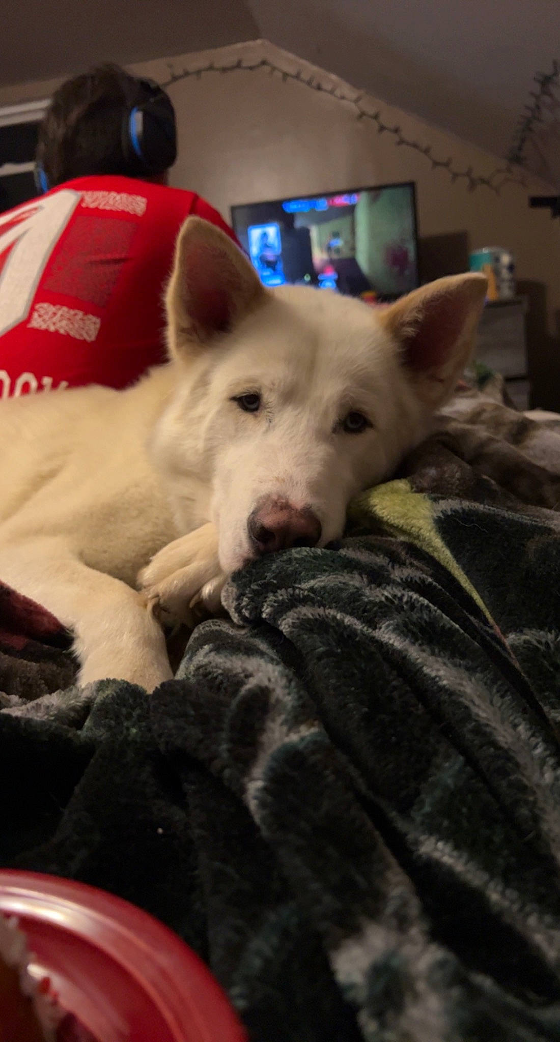 Bolt joined the competition — help win amazing prizes! canidae, carnivore, comfort, companion_dog, dog, dog_breed, ear, eye, fawn, fur, jaw, non_sporting_group, sitting, snout, sporting_group, terrestrial_animal, texas_heeler, whiskers, working_animal