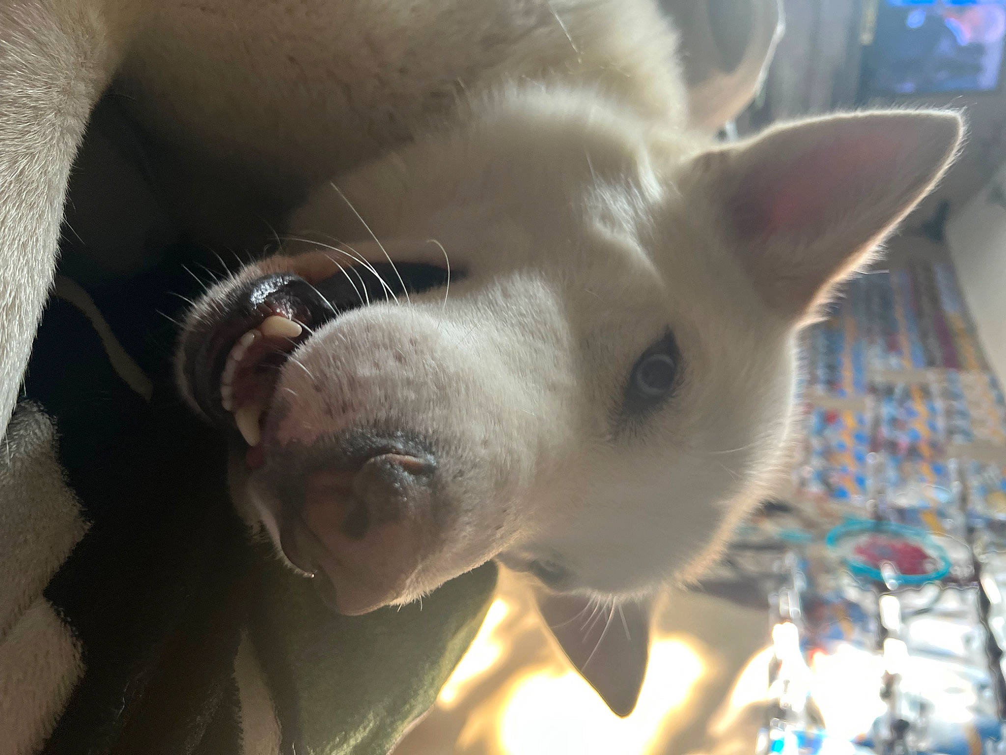 Bolt is registered to the contest to win money with this photo: canidae, carnivore, collar, companion_dog, dog, dog_breed, ear, fawn, felidae, fur, jaw, non_sporting_group, small_to_medium_sized_cats, snout, sporting_group, tail, terrestrial_animal, toy_dog, whiskers, working_animal