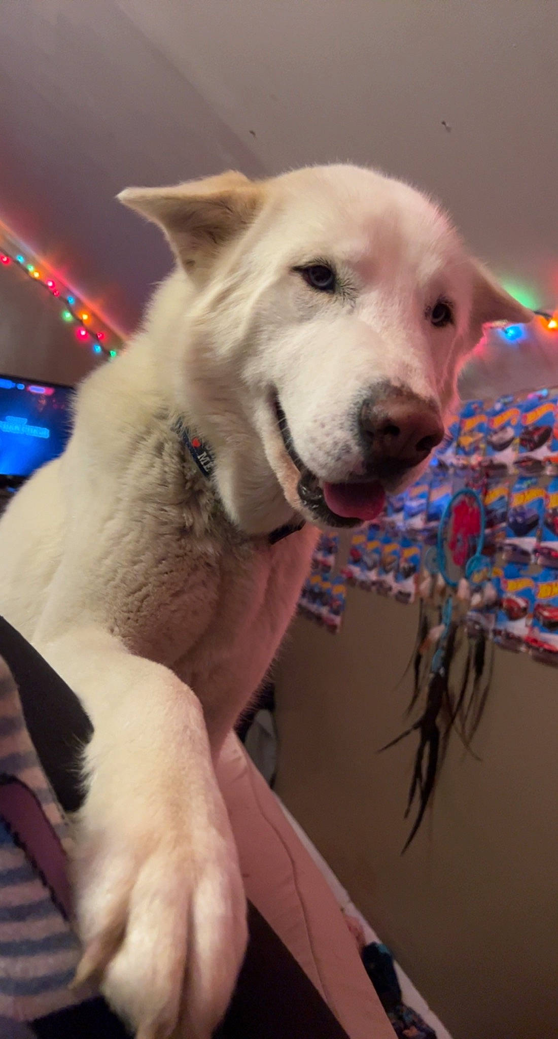 Bolt joined the competition — help win amazing prizes! ancient_dog_breeds, canidae, carnivore, collar, companion_dog, dog, dog_breed, dog_collar, fawn, fur, giant_dog_breed, jaw, non_sporting_group, pet_supply, snout, sporting_group, whiskers, working_animal, working_dog