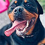 Venom participe au concours pour gagner de l'argent avec cette photo : dog, rottweiler, tongue, close_up, pet, animal, outdoor, happy, black, brown, fur, canine, portrait, smiling, tongue_out, collar, face, head, blurred_background, nature