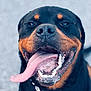 Venom a rejoint le concours — aidez-le/la à gagner de superbes lots ! dog, rottweiler, tongue, pet, animal, happy, closeup, mouth, teeth, black, brown, canine, outdoor, fur, cute, portrait, friendly, smiling, tongue_out, collar