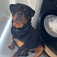 Venom a rejoint le concours — aidez-le/la à gagner de superbes lots ! dog, rottweiler, pet, animal, washing_machine, dryer, appliance, floor, indoor, black, brown, fur, sitting, looking, chain_collar, home, laundry_room, domestic, canine, waiting