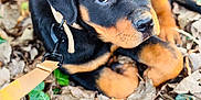 Venom participe au concours pour gagner de l'argent avec cette photo : rottweiler, puppy, dog, leash, outdoor, leaves, brown, black, pet, animal, cute, young, curious, nature, fall, closeup, fur, ears, eyes, lying_down