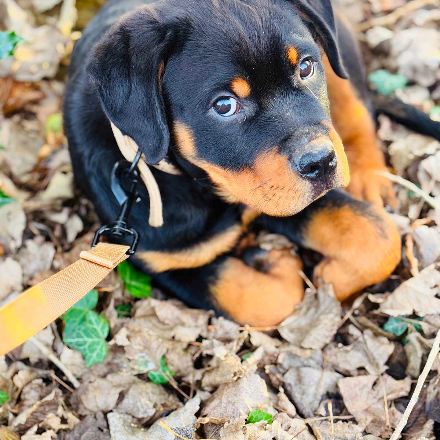 Venom participe au concours pour gagner de l'argent avec cette photo : animal, black, brown, closeup, curious, cute, dog, ears, eyes, fall, fur, leash, leaves, lying_down, nature, outdoor, pet, puppy, rottweiler, young