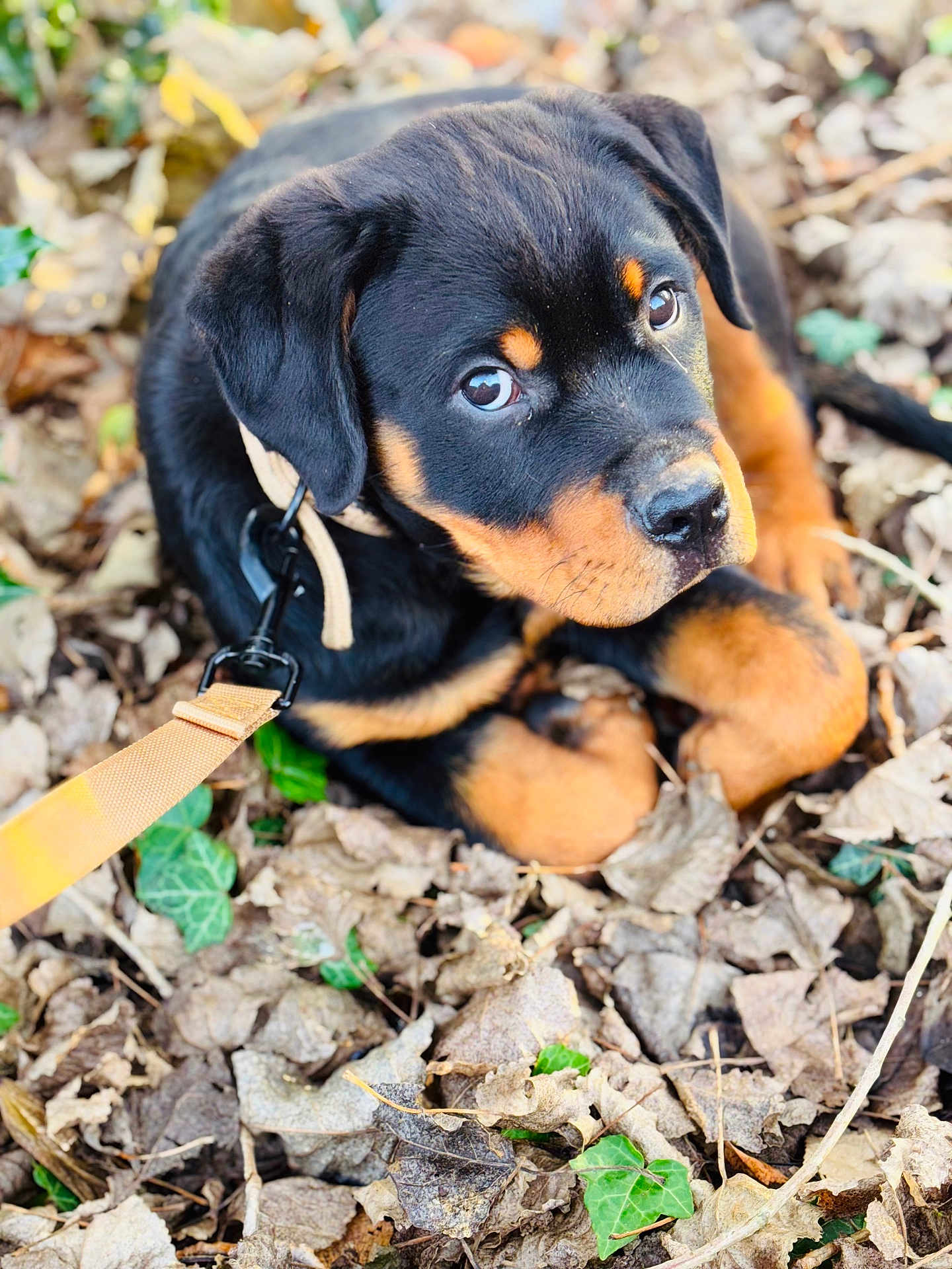 Venom participe au concours pour gagner de l'argent avec cette photo : rottweiler, puppy, dog, leash, outdoor, leaves, brown, black, pet, animal, cute, young, curious, nature, fall, closeup, fur, ears, eyes, lying_down