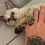 kitten, cat, blue_eyes, paw, hand, tattoo, bracelet, floor, tile, corner, playful, fur, pet, domestic_animal, indoor, cute, small, young, animal, person