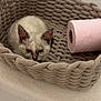 kitten, cat, basket, toilet_paper, woven, cozy, sleepy, indoor, pet, fur, small, cute, animal, resting, feline, texture, fabric, home, pink, neutral_colors
