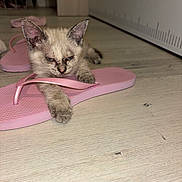 Perle a rejoint le concours — aidez-le/la à gagner de superbes lots ! kitten, cat, flip_flop, pink, floor, indoor, pet, animal, paw, resting, sleepy, close_up, furniture, domestic, cute, young, small, fur, whiskers, toy