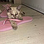 kitten, cat, flip_flop, pink, floor, indoor, pet, animal, paw, resting, sleepy, close_up, furniture, domestic, cute, young, small, fur, whiskers, toy