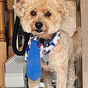 Carmelo joined the competition — help win amazing prizes! dog, puppy, fluffy, curly_fur, cream-colored, standing, portrait, indoors, doorway, wood, floor, collar, medallion, bow_tie, necktie, patriotic, groomed, pet, cute, full_body