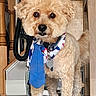 dog, puppy, fluffy, curly_fur, cream-colored, standing, portrait, indoors, doorway, wood, floor, collar, medallion, bow_tie, necktie, patriotic, groomed, pet, cute, full_body