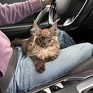 Bao participe au concours pour gagner de l'argent avec cette photo : cat, maine_coon, fluffy, longhaired, brown_fur, ear_tufts, green_eyes, pet, animal, car, vehicle_interior, passenger_seat, steering_wheel, dashboard, center_console, lap, jeans, sweatshirt, watch, portrait