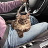cat, maine_coon, fluffy, longhaired, brown_fur, ear_tufts, green_eyes, pet, animal, car, vehicle_interior, passenger_seat, steering_wheel, dashboard, center_console, lap, jeans, sweatshirt, watch, portrait