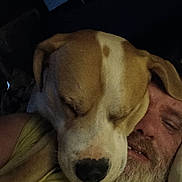 Mr Bigan joined the competition — help win amazing prizes! dog, man, sleeping, close_up, indoor, face, beard, pet, resting, brown_and_white, animal, human, companion, friendship, relaxation, casual, portrait, cozy, intimate, bond