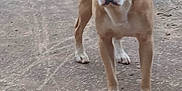 Mr Bigan is registered to the contest to win money with this photo: dog, outdoor, animal, pet, canine, standing, alert, tail, brown, white, path, concrete, nature, grass, trees, daylight, ears, four_legs, fur, walking