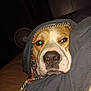 Mr Bigan joined the competition — help win amazing prizes! dog, blanket, face, nose, pet, indoor, resting, sleepy, flash, green_eye_reflection, fabric, comfort, closeup, animal, canine, bed, dark_room, fur, wrapped, relaxed