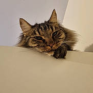 Chaton participe au concours pour gagner de l'argent avec cette photo : animal, cat, closeup, cute, domestic, ears, face, feline, fluffy, fur, indoor, ledges, looking, paw, pet, relaxed, resting, sleepy, tabby, whiskers