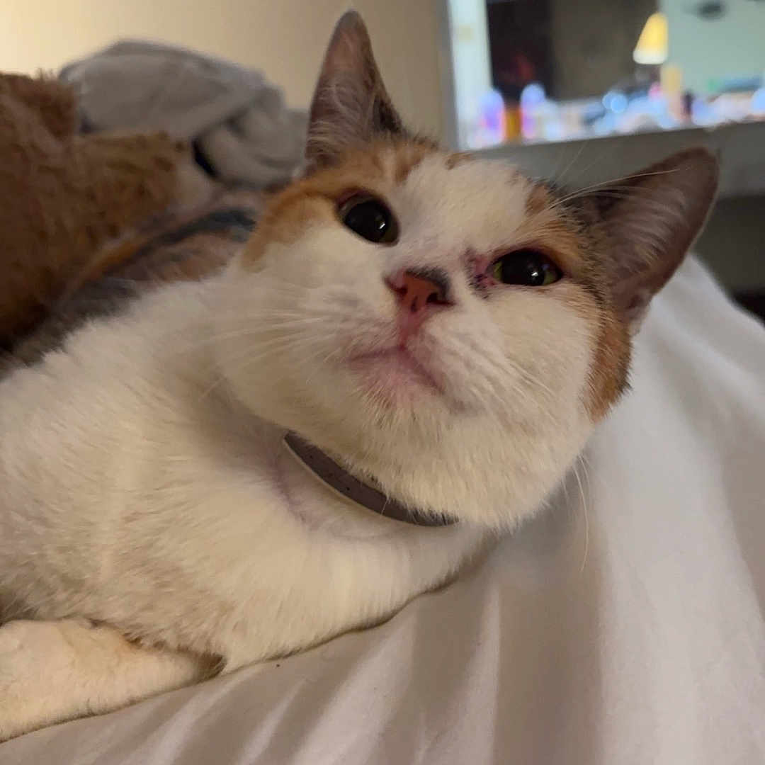 Caramel is registered to the contest to win money with this photo: animal, bed, bedroom, cat, couch, cushion, face, furniture, head, homedecor, indoors, interiordesign, kitten, person, pet, photography, portrait, quilt, room, sleeping