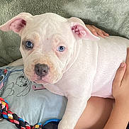 Kaleesi is registered to the contest to win money with this photo: puppy, dog, white_dog, blue_eyes, pet, cute, animal, lap, child, toy, rope_toy, blanket, indoor, comfort, relaxing, fur, ears, nose, hand, casual