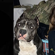 Kanan is registered to the contest to win money with this photo: dog, pitbull, indoor, carpet, pet, animal, camo_jacket, laundry_basket, person_partial, black_and_white_dog, canine, sitting, looking_at_camera, domestic, household, fur, ears_cropped, companion, calm, portrait