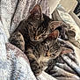 Cookie And Cream joined the competition — help win amazing prizes! cat, kitten, tabby, two_animals, pet, feline, snuggling, blanket, cozy, indoor, cute, fur, whiskers, ears, paw, relaxed, sleepy, companion, animal, domestic