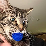 Cookie And Cream joined the competition — help win amazing prizes! cat, tabby, blue_ball, mouth, whiskers, close_up, indoor, hand, pet, feline, eyes, curious, playful, fur, animal, domestic, holding, alert, reflection, background_blur