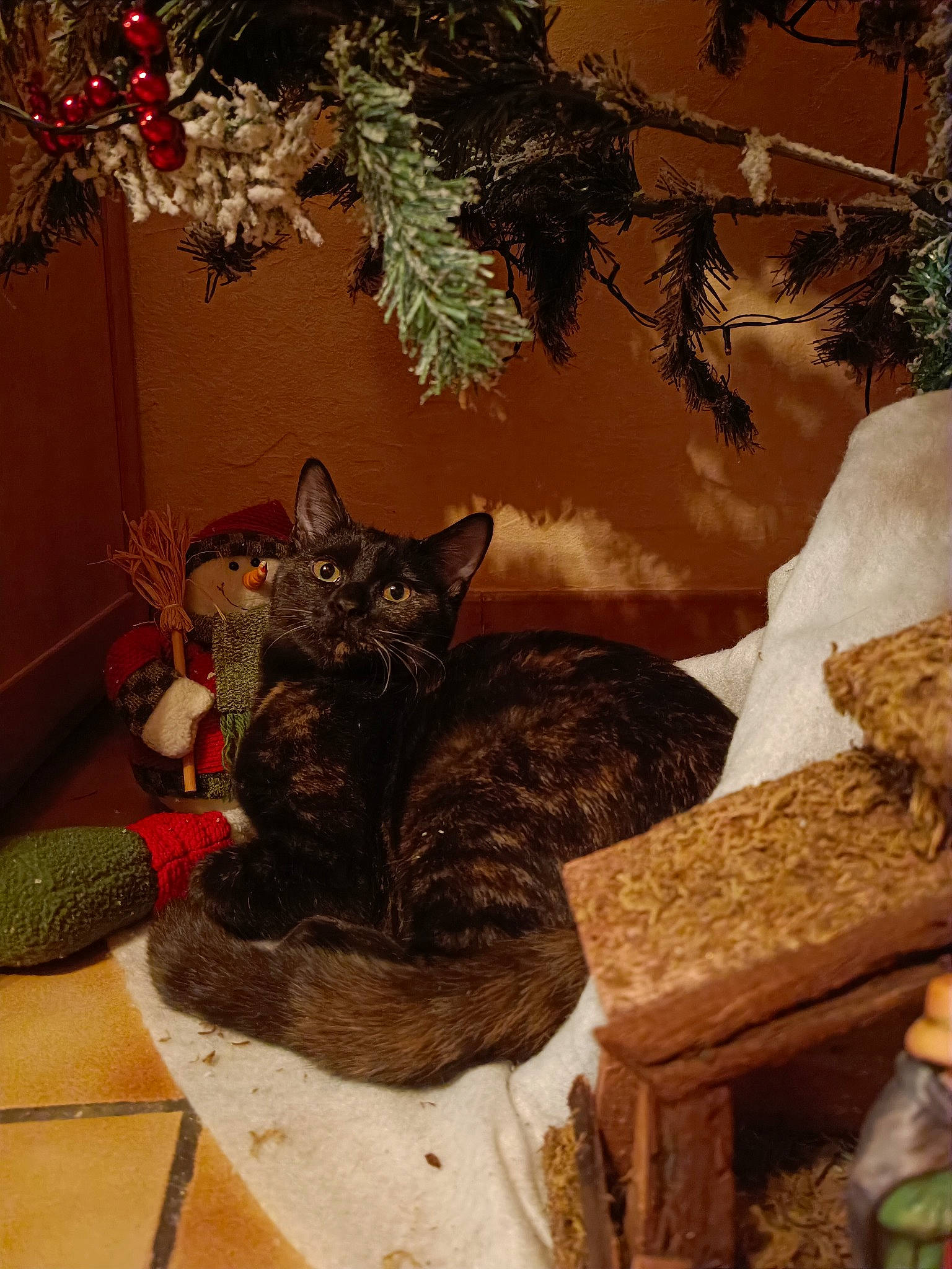 Gigi a rejoint le concours — aidez-le/la à gagner de superbes lots ! art, brown, carnivore, cat, christmas_ornament, christmas_tree, conifer, domestic_short_haired_cat, event, fawn, felidae, fur, ornament, plant, small_to_medium_sized_cats, tail, tree, twig, whiskers, wood