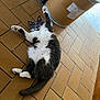Nini participe au concours pour gagner de l'argent avec cette photo : animal, architecture, building, can, cat, foyer, hardwood, indoors, interiordesign, kitten, manx, mat, person, pet, sleeping, stainedwood, tile, tin, window, wood