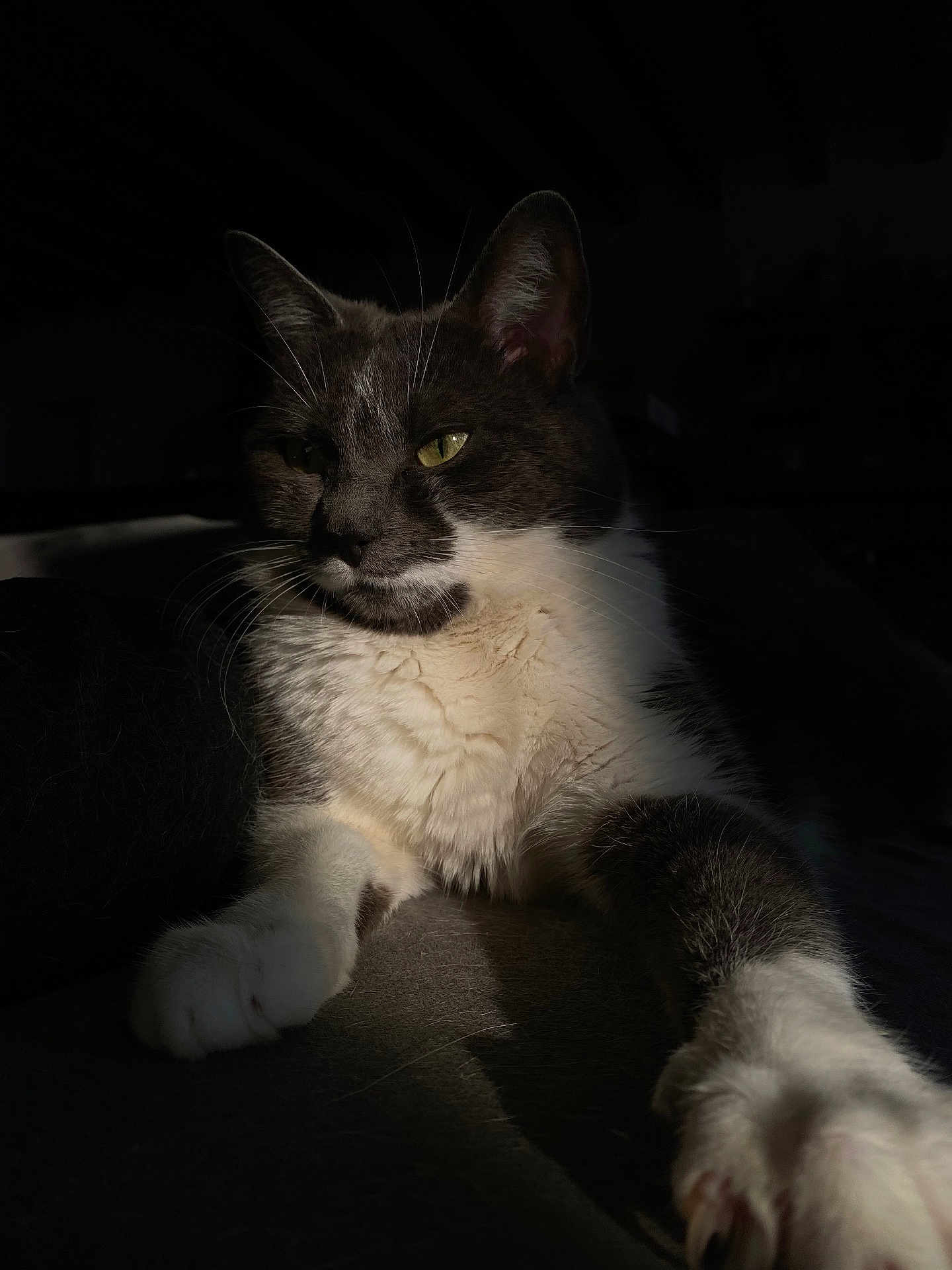 Nini participe au concours pour gagner de l'argent avec cette photo : abyssinian, angora, animal, armchair, blackcat, bodypart, cat, chair, couch, electronics, furniture, hardwood, kitten, manx, mouth, person, pet, siamese, wood