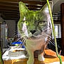 Nini participe au concours pour gagner de l'argent avec cette photo : abyssinian, animal, architecture, building, cat, flower, furniture, hardwood, indoors, kitten, livingroom, manx, pet, plant, plywood, pottedplant, pottery, room, shelf, wood